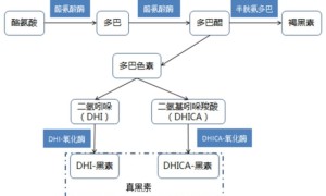 肽安密多“最强美白成分”宝座即将易位?